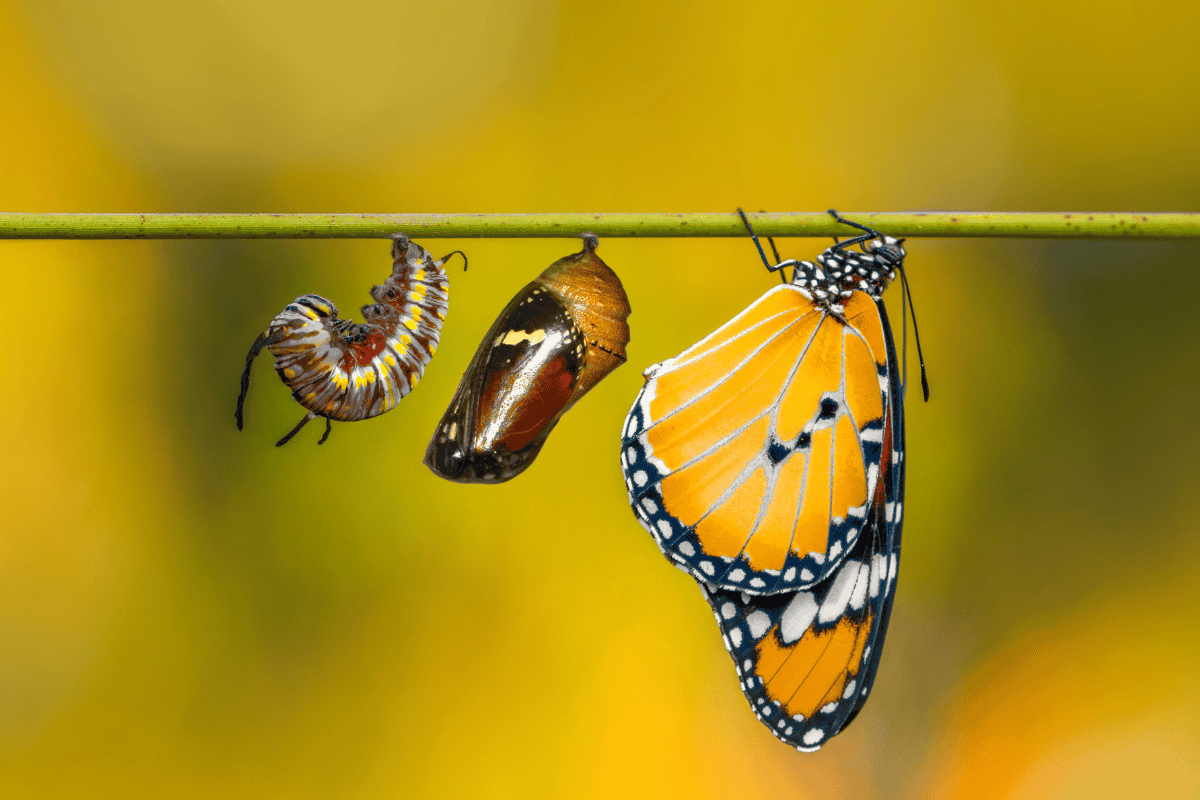 A incrível jornada de transformação