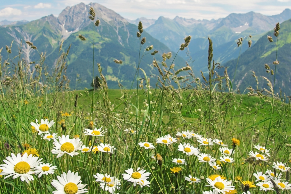 Um caminho ascendente em meio a uma paisagem serena e iluminada por uma luz suave.