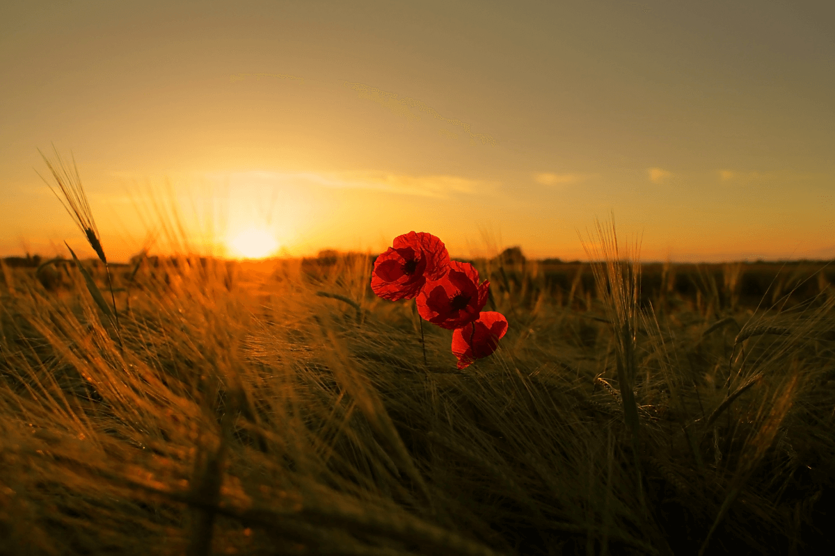 Uma luz suave e etérea penetrando através de um denso dossel de árvores, iluminando o caminho à frente.