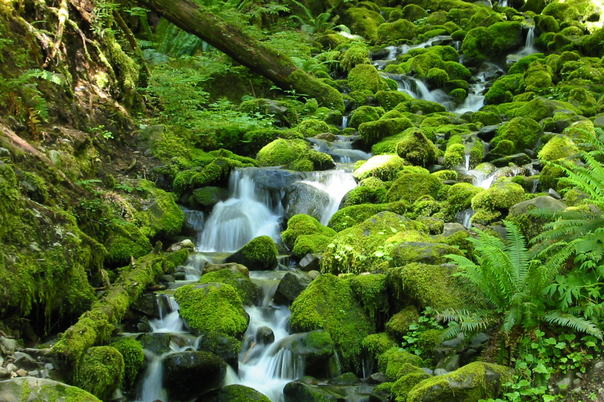 Uma meditação sobre a misericórdia de Deus que nos concede uma viva esperança através da ressurreição de Jesus Cristo.