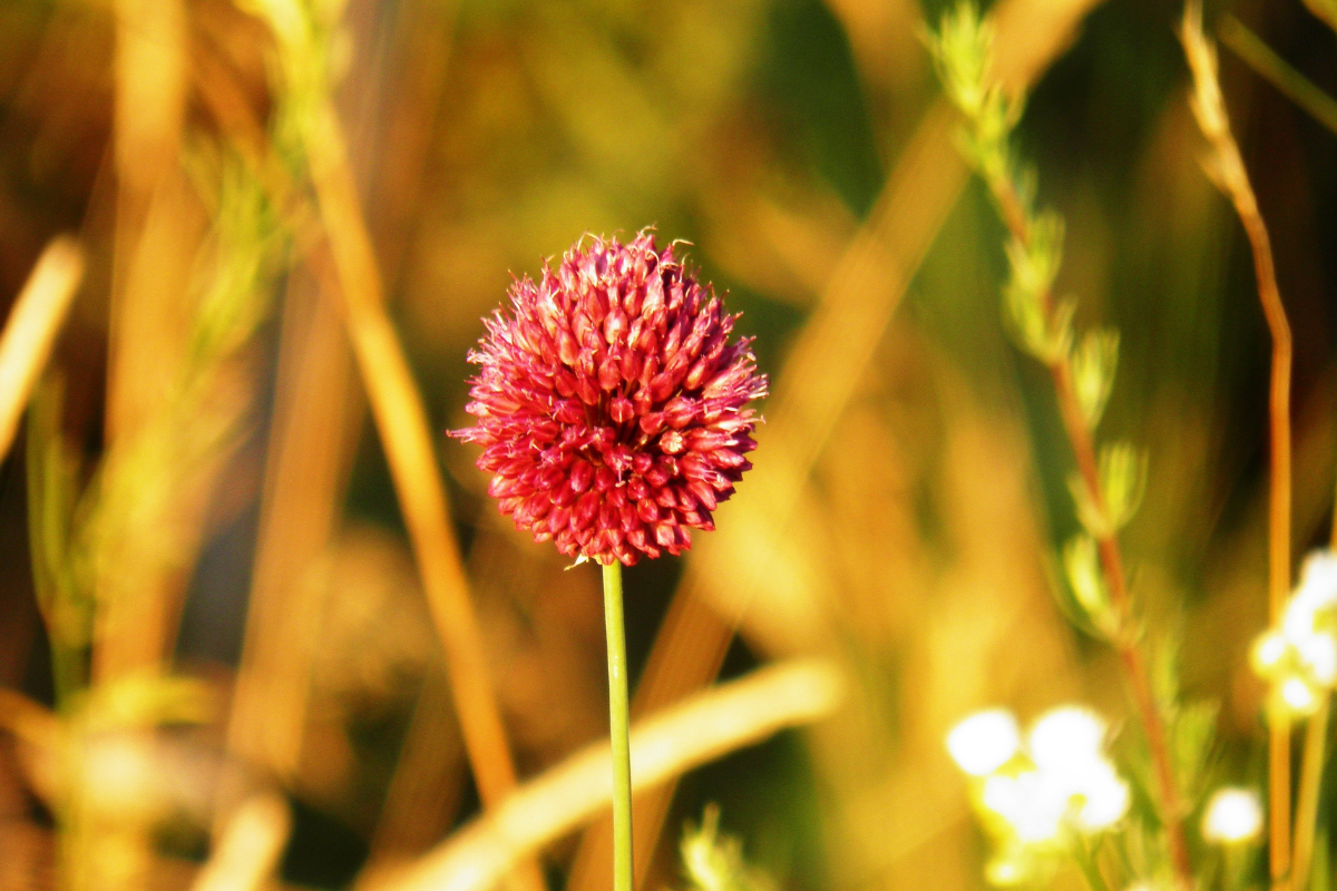 Uma representação visual de iluminação interior e clareza, simbolizando a purificação e o acolhimento da palavra de Deus na alma.