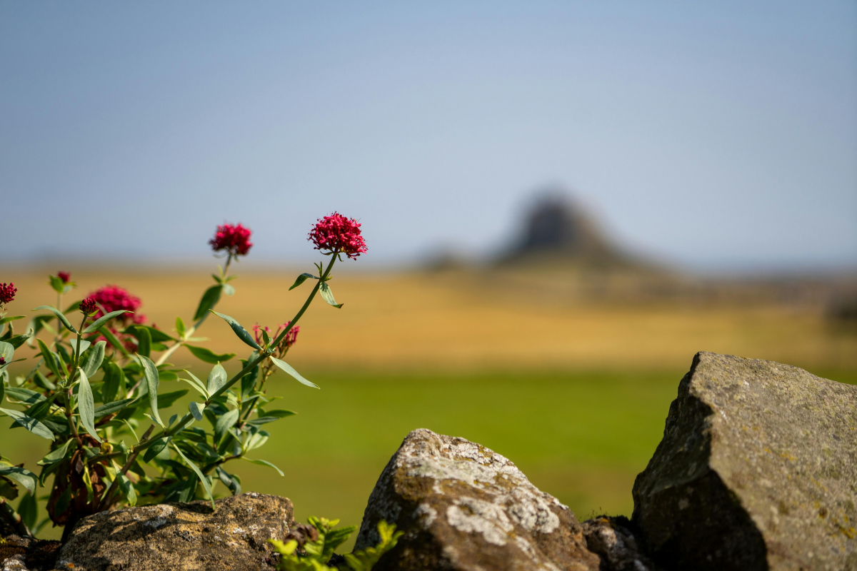 A Glória de Servir por Amor