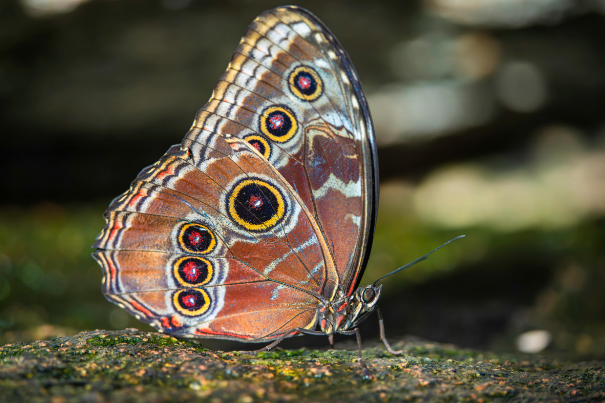 força para vencer o cansaço renovação divina